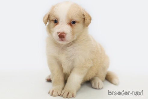 成約済の神奈川県のボーダーコリー-327513の3枚目